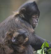 Santa Ana Zoo