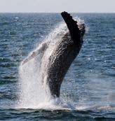 Newport Landing Whale Watching