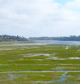 Upper Newport Bay