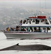Newport Landing Whale Watching