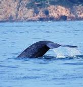 Newport Landing Whale Watching