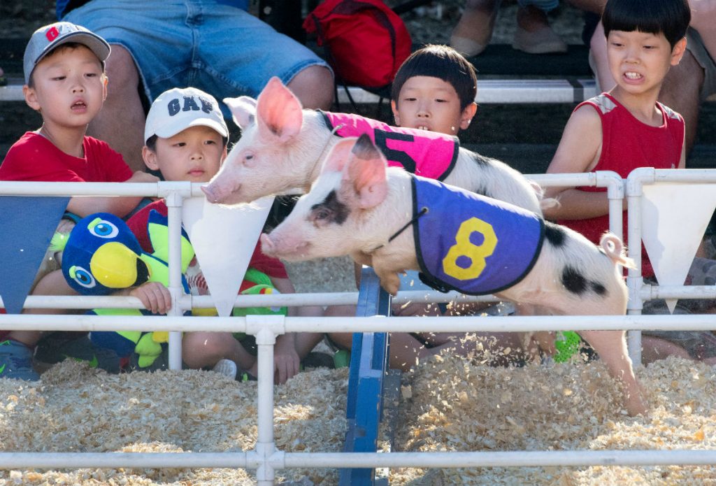 free things to do at the oc fair