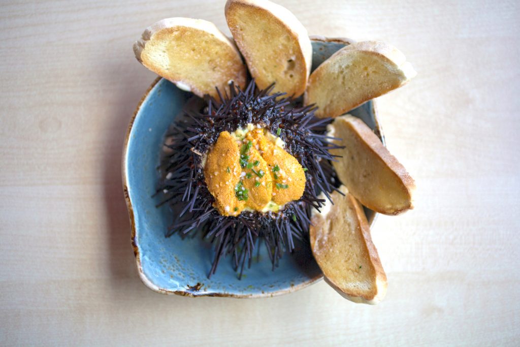 vaca sea urchin