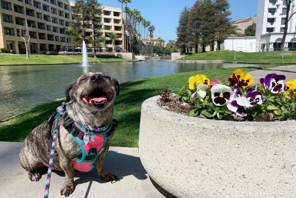 Your Guide to Pet-Friendly Costa Mesa