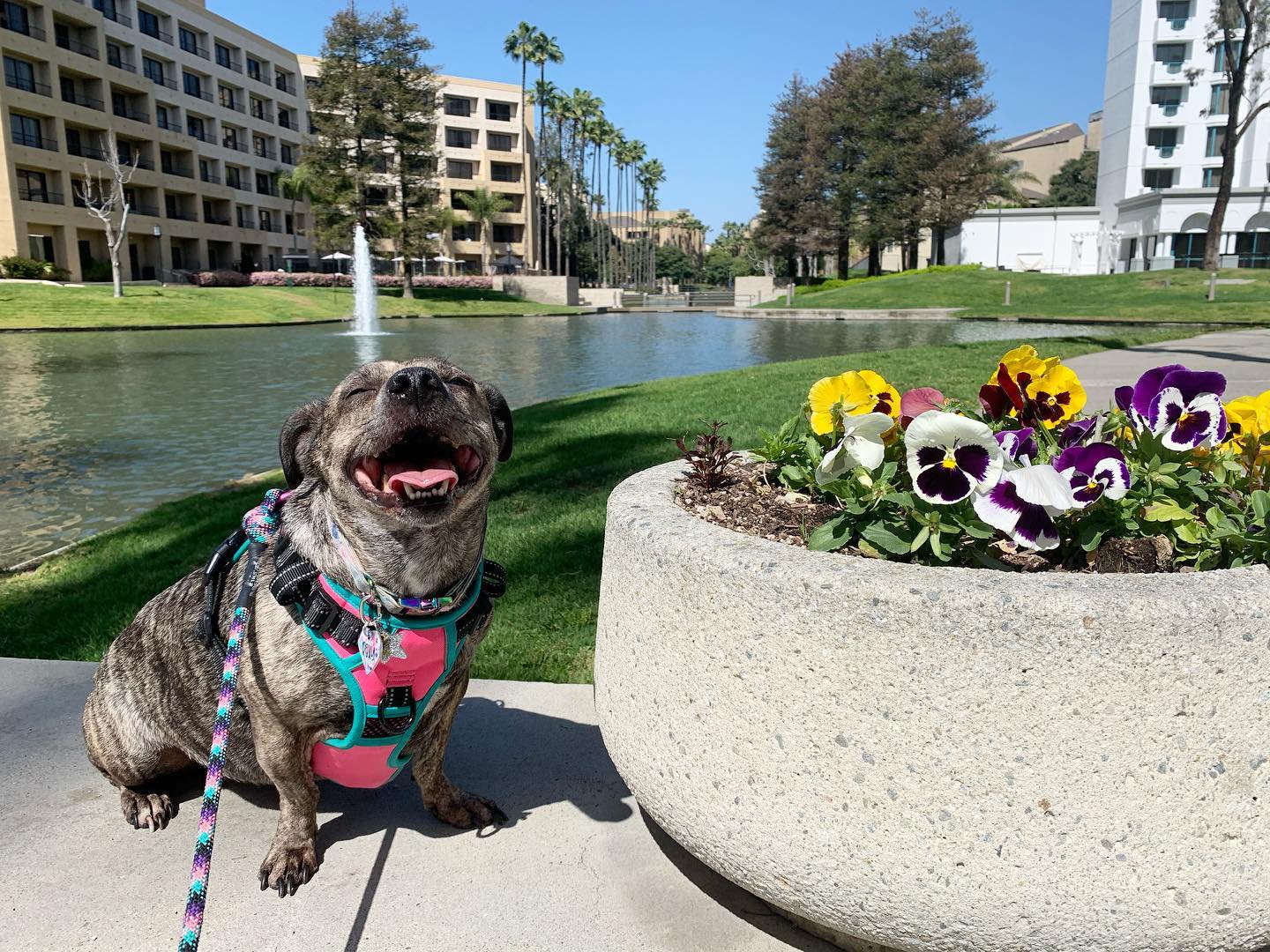 are-dogs-allowed-at-costa-mesa-swap-meet