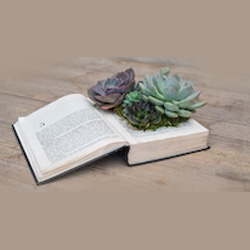 Succulent Workshop