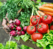 It’s Not Too Late! Planting a Fall Garden