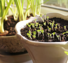 Sow and Grow! Seed Starting from Scratch at the OC Fair and Event Center