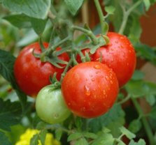 Homegrown Tomatoes at the OC Fair and Event Center
