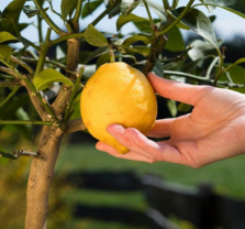 Citrus for Southern California Gardens: Choosing, Growing and Caring for Trees