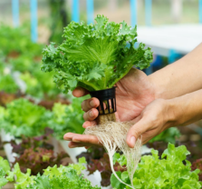 Hyonics for the Home Gardener: Build Your Own System 2026