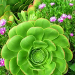 South Coast Plaza Spring Garden Show