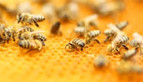 Backyard Beekeeping Class