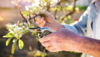 Pruning Fruit Trees Class 2018 Pruning Fruit Trees Class 2018
