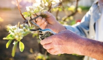 Pruning Fruit Trees Class 2018