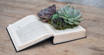 Succulent Workshop Succulent Workshop