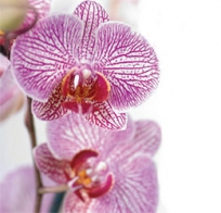 Fascination of Orchids at South Coast Plaza