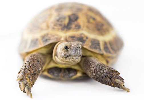 Wild About Animals at The CAMP in Costa Mesa