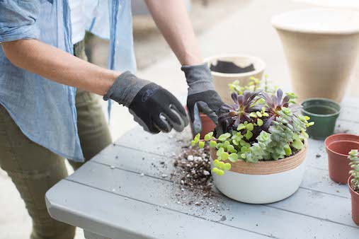 Succulent Workshop at Mollywood Garden