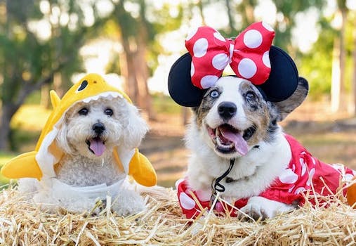 Howl-O-Ween Bash Howl-O-Ween Bash