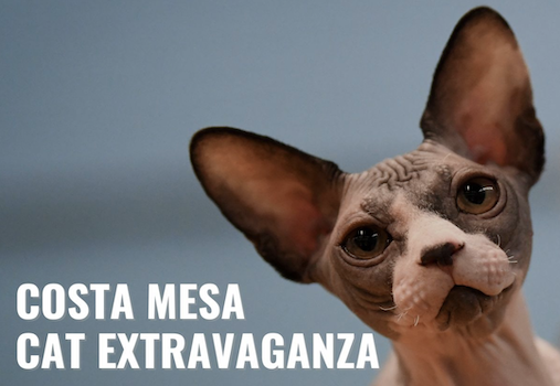 Costa Mesa Cat Extravaganza
