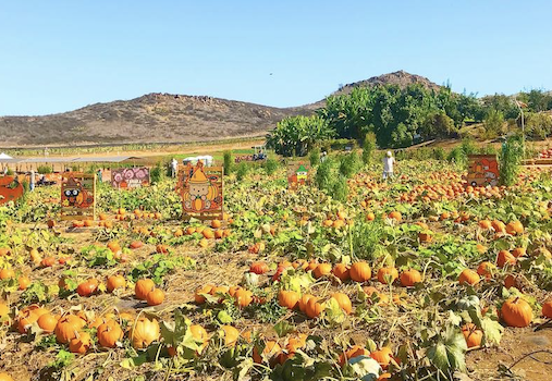 Pumpkin Patch at Hana Field Pumpkin Patch at Hana Field