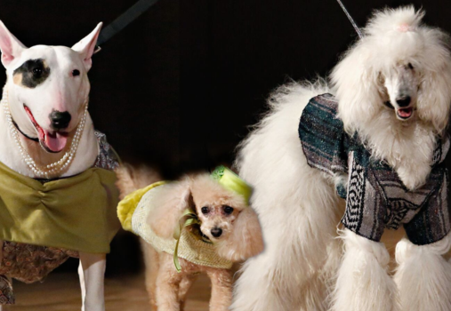 Pet-a-Porter: Market and Fashion Show at The CAMP Pet-a-Porter: Market and Fashion Show at The CAMP