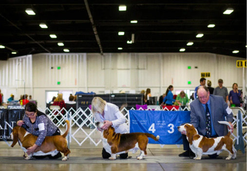 Shoreline Dog Fanciers Association