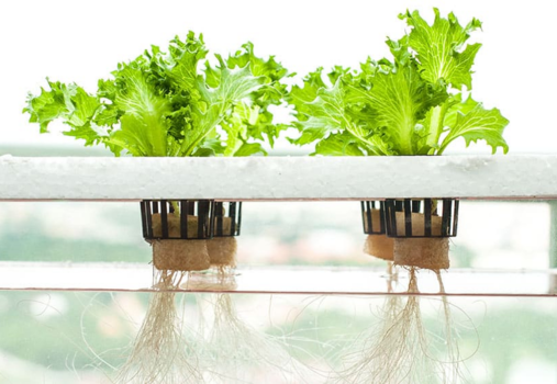 Hyonic for the Home Gardener Hyonic for the Home Gardener