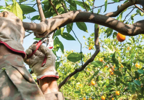 Fruitful Pruning at the OC Fair and Event Center