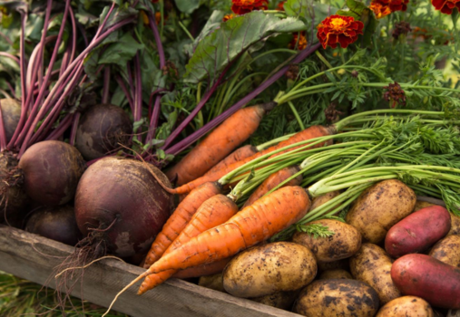 Dig In! Growing Root Vegetables with Success at the OC Fair and Event Center