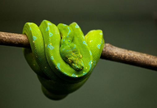 Repticon 2026 at OC Fair & Event Center