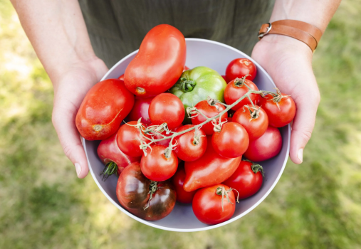 Homegrown Tomatoes at the OC Fair and Event Center