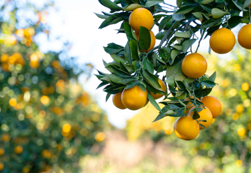 Citrus for Southern California Gardens: Choosing, Growing and Caring for Trees