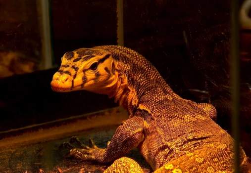 Repticon, May 2026 at OC Fair & Event Center