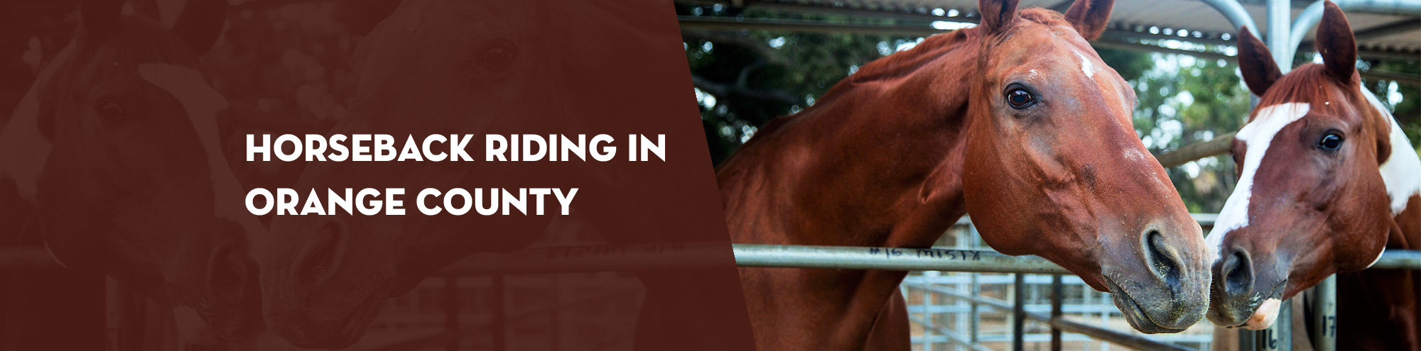 Horseback Riding in Orange County