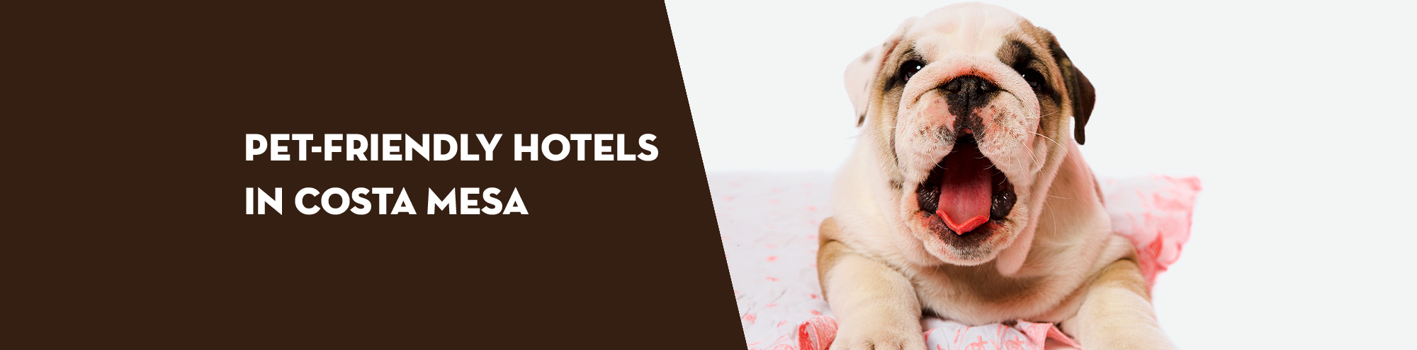 Pet-Friendly Hotels in Costa Mesa