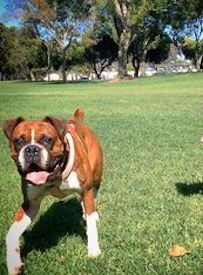 Costa Mesa Bark Park