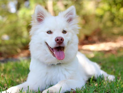 Bark Park Bark Park