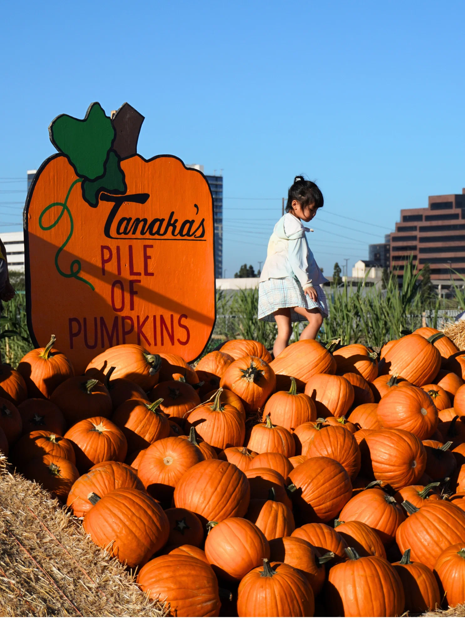 A young girl stands on a large pile of pumpkins next to a sign that reads Tanakas Pile of Pumpkins, with buildings and blue sky in the background.
