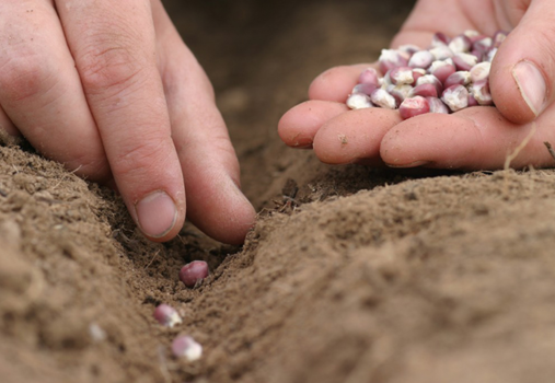 Close-up of hands planting seeds in a row in the soil, with one hand holding several seeds and the other placing them carefully into the dirt—perfect for relaxing weekends after exploring beaches near Costa Mesa.