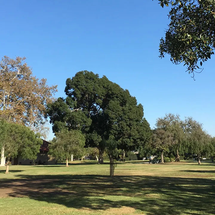 A sunny park scene in Costa Mesa with large green trees, patches of grass, and a clear blue sky. Shadows from the trees fall on the lawn, and a few buildings are partially visible in the background, evoking a hint of Mesa Verde’s tranquility.