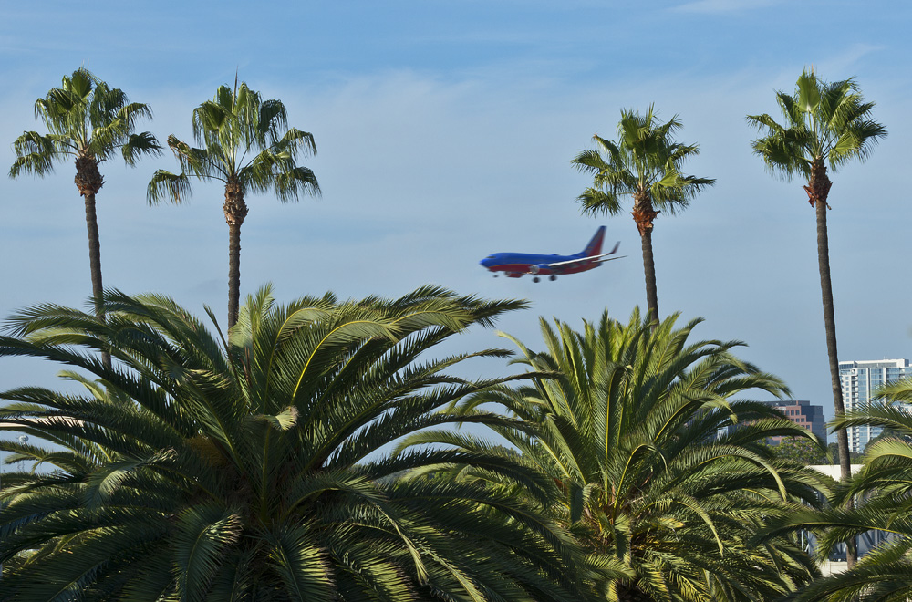 A commercial airplane prepares to land, flying above tall palm trees with a clear blue sky—capturing the excitement of getting to Costa Mesa from the airport, with a few distant buildings in the background.