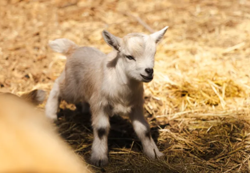 A small, light brown baby goat stands on straw-covered ground in sunlight, looking slightly to the side with its ears perked up.