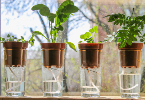 Four potted plants sit on a sunlit windowsill, each pot placed in a glass of water with a white wick for self-watering. Sunlight streams through the window, illuminating the leaves and pots.