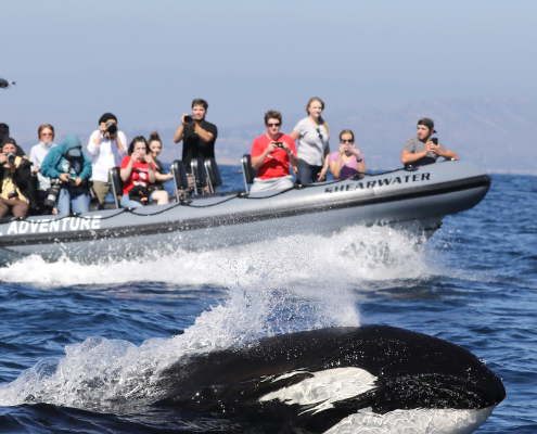 A group of people on a boat near Costa Mesa take photos of an orca surfacing in the ocean on a sunny day, with distant hills visible in the background.