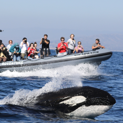 A group of people on a boat near Costa Mesa take photos of an orca surfacing in the ocean on a sunny day, with distant hills visible in the background.