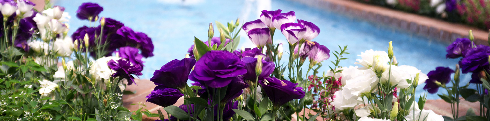 Purple and white flowers in full bloom are in the foreground, with a clear blue water fountain and garden path blurred in the background.