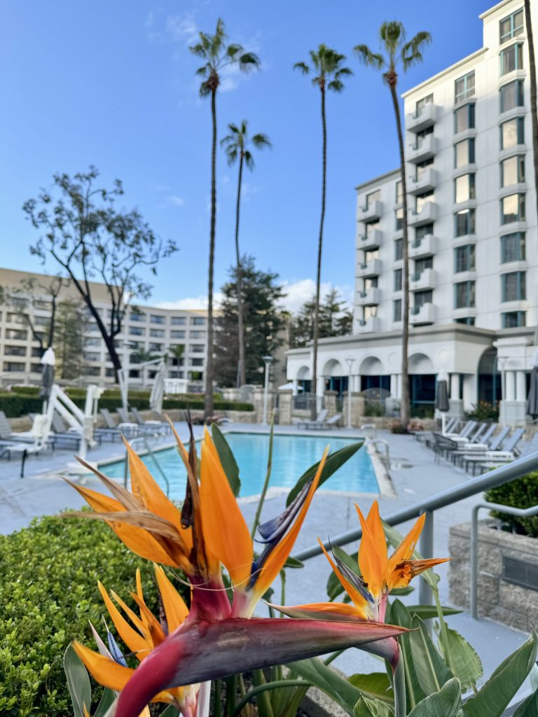 Tropical Bird of Paradise flowers in the foreground with a hotel pool, lounge chairs, tall palm trees, and modern multi-story buildings under a blue sky in the background.