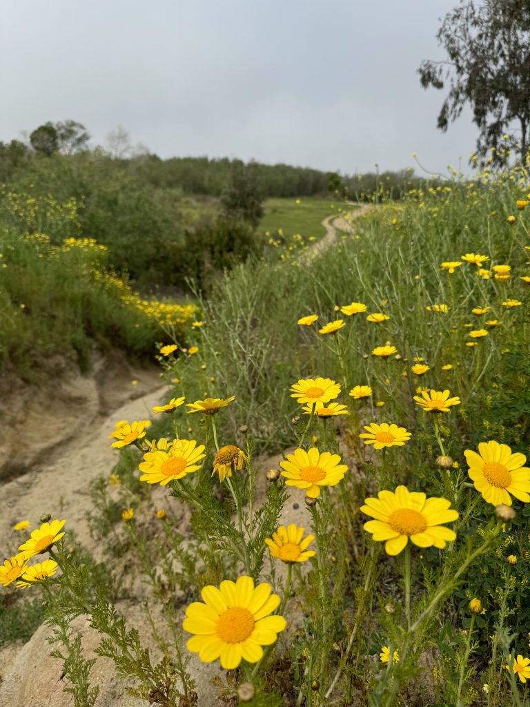 Bright yellow wildflowers bloom alongside a dirt path that winds through green, grassy hills under a cloudy sky. Some bushes and trees are visible in the background.